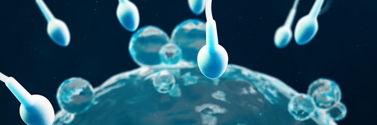 Sperm and egg cell, ovum, close-up view.