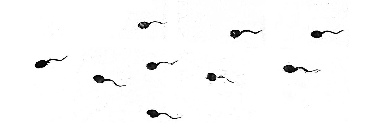 sperm count decline shanna swan