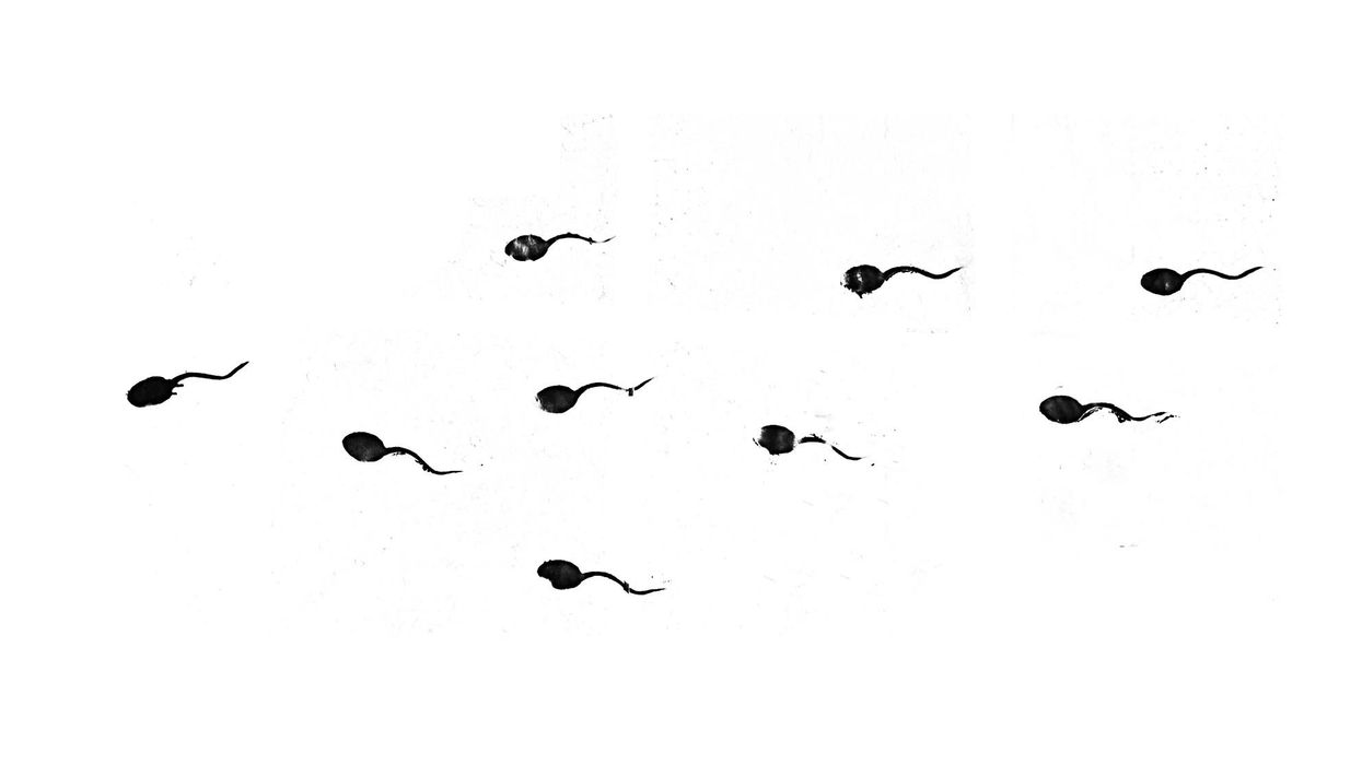 sperm count decline shanna swan