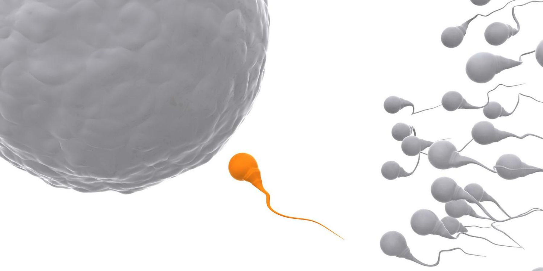 sperm infertility