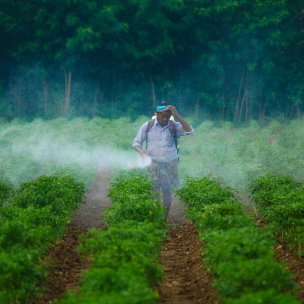 A weedkiller banned in 70 countries can be used in Australia. Are the regulatory scales tipped in favor of big agriculture?