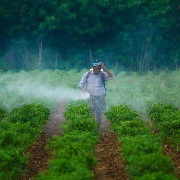 Spraying pesticides or herbicides while wearing a backpack sprayer and no protective gear