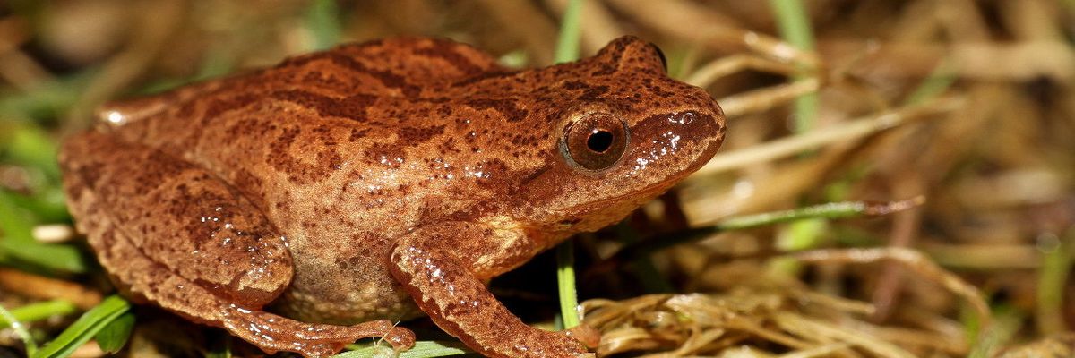 Spring peeper