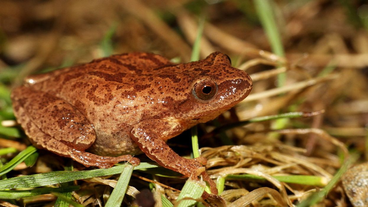Spring peeper