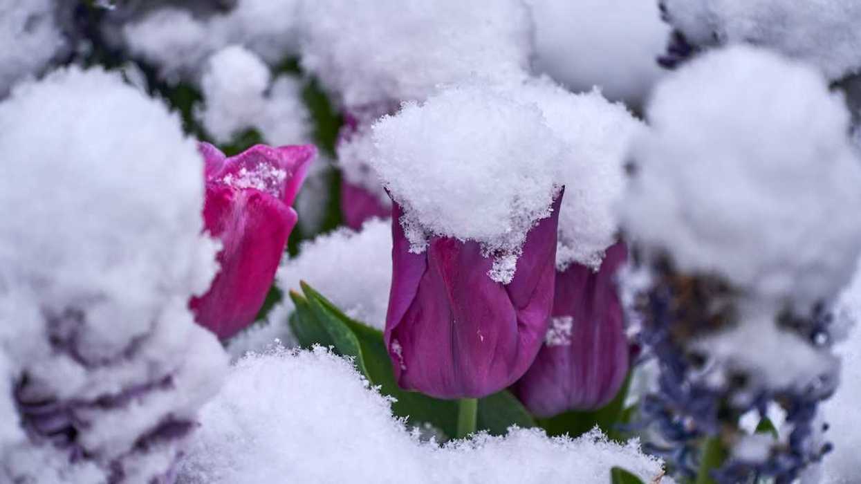 Spring snowstorm blankets tulips and other Spring blooms