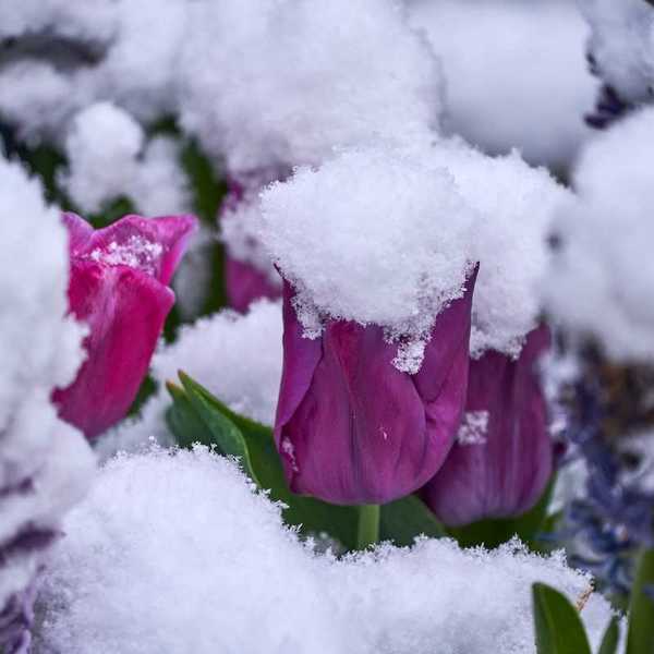 Spring snowstorm blankets tulips and other Spring blooms