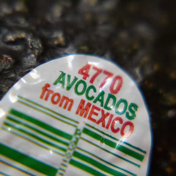 Sticker on an avocado skin that says "Avocados from Mexico."