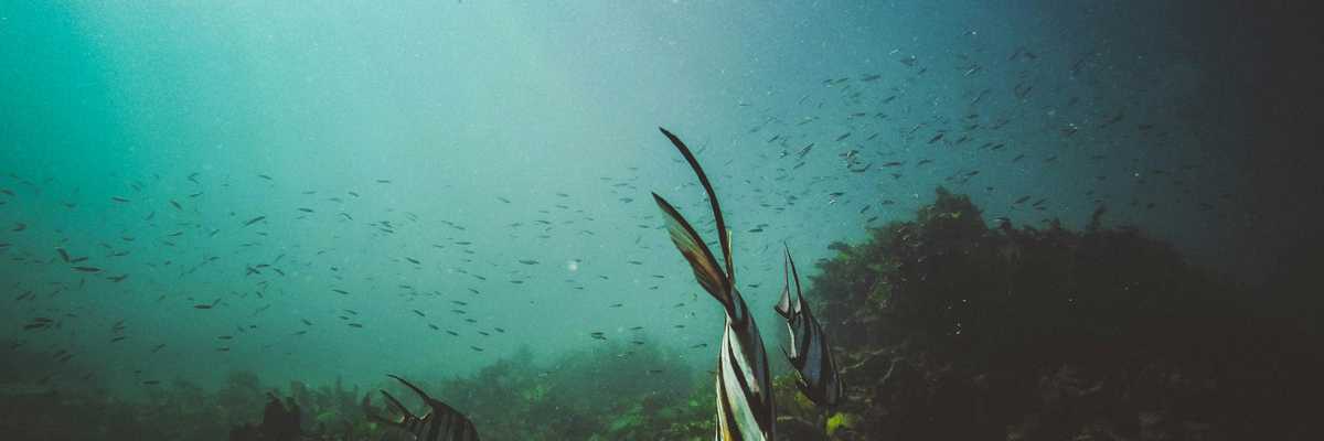 Striped fish swimming above the sea bed.