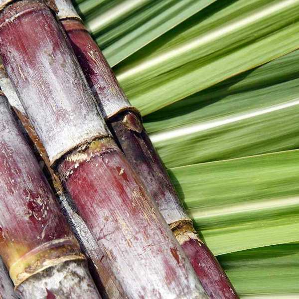 Sugarcane branches laying on green sugarcane leaves