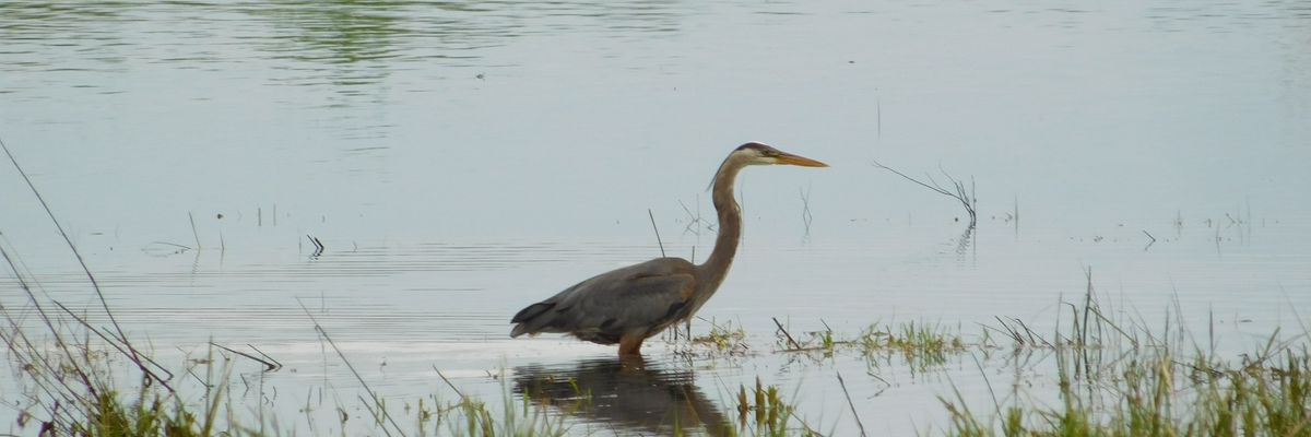 Supreme Court wetlands