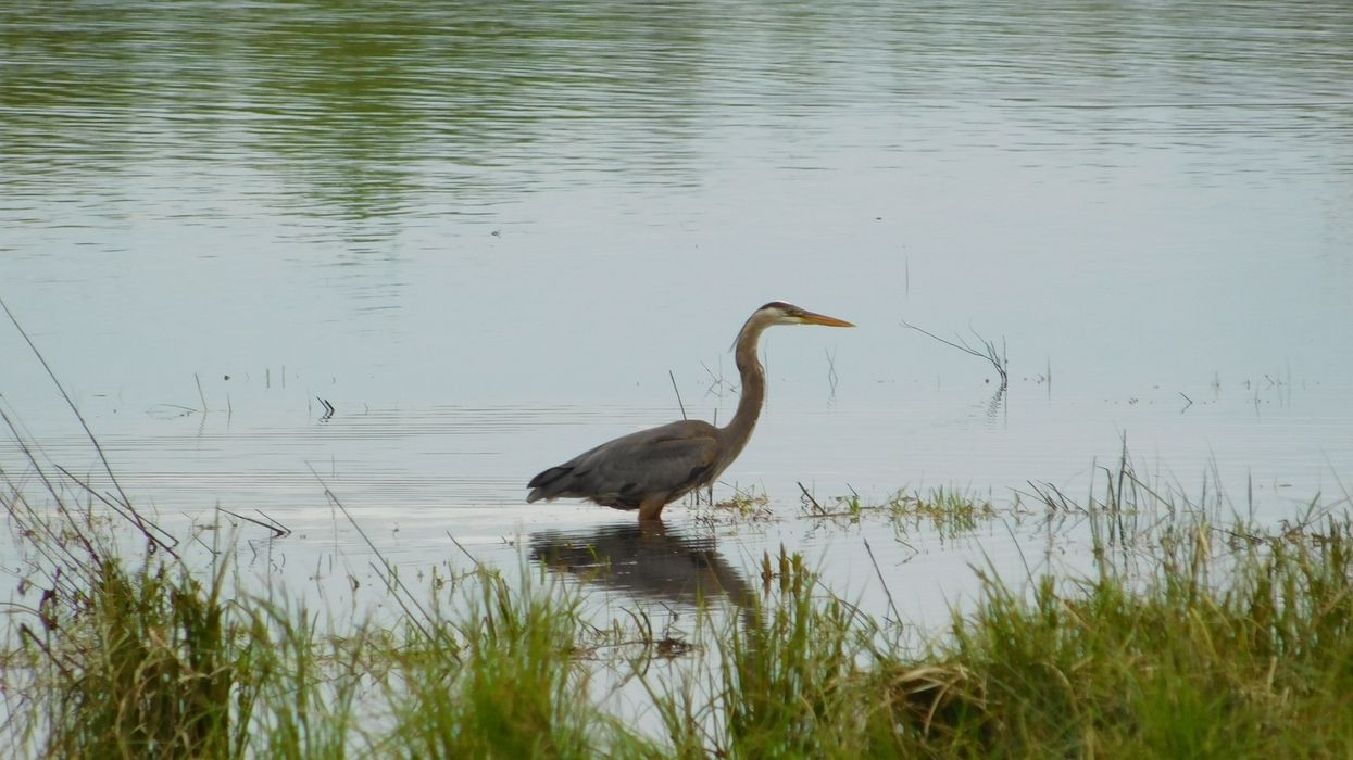 Supreme Court wetlands