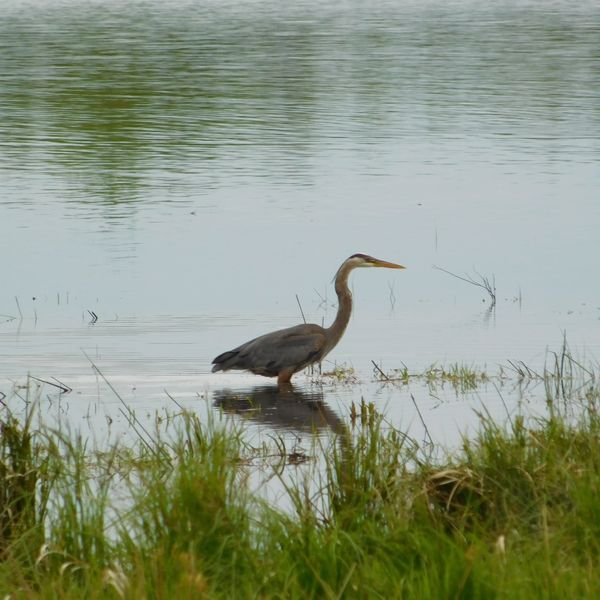 Supreme Court wetlands