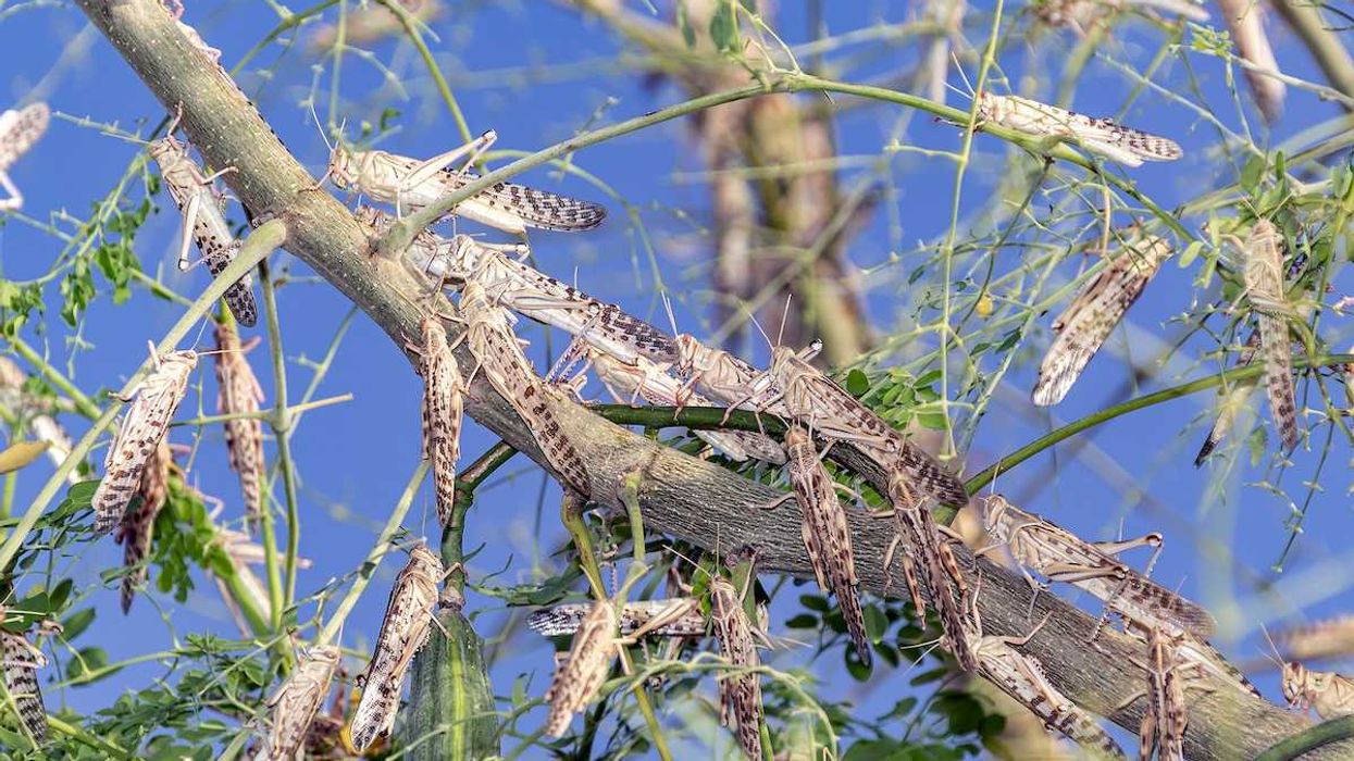 Swarm of locusts devouring a tree
