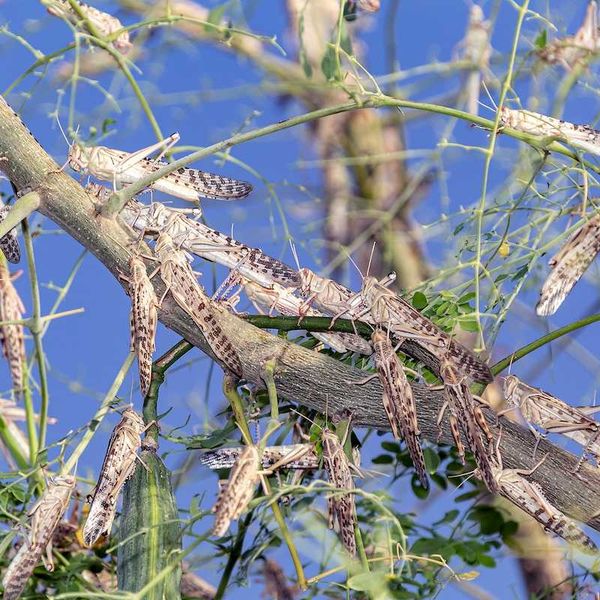 Swarm of locusts devouring a tree