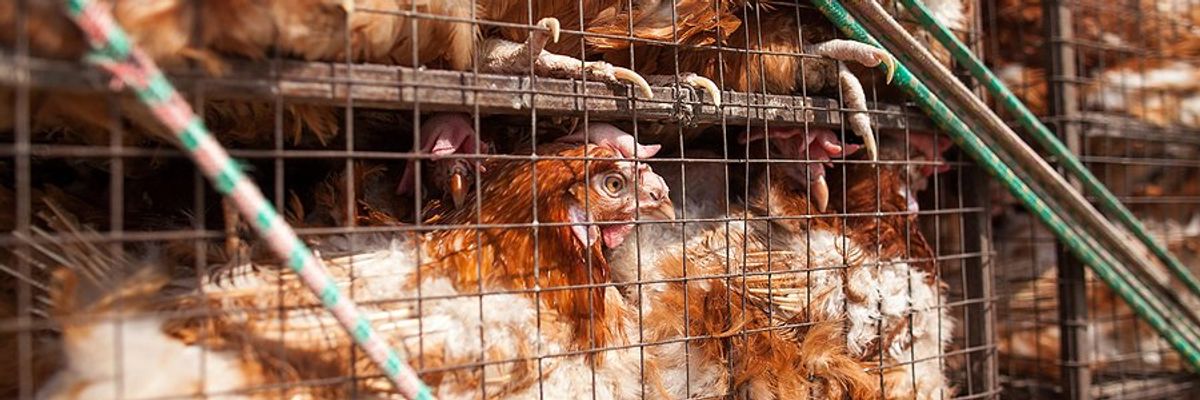 Tall cages filled with many chickens.