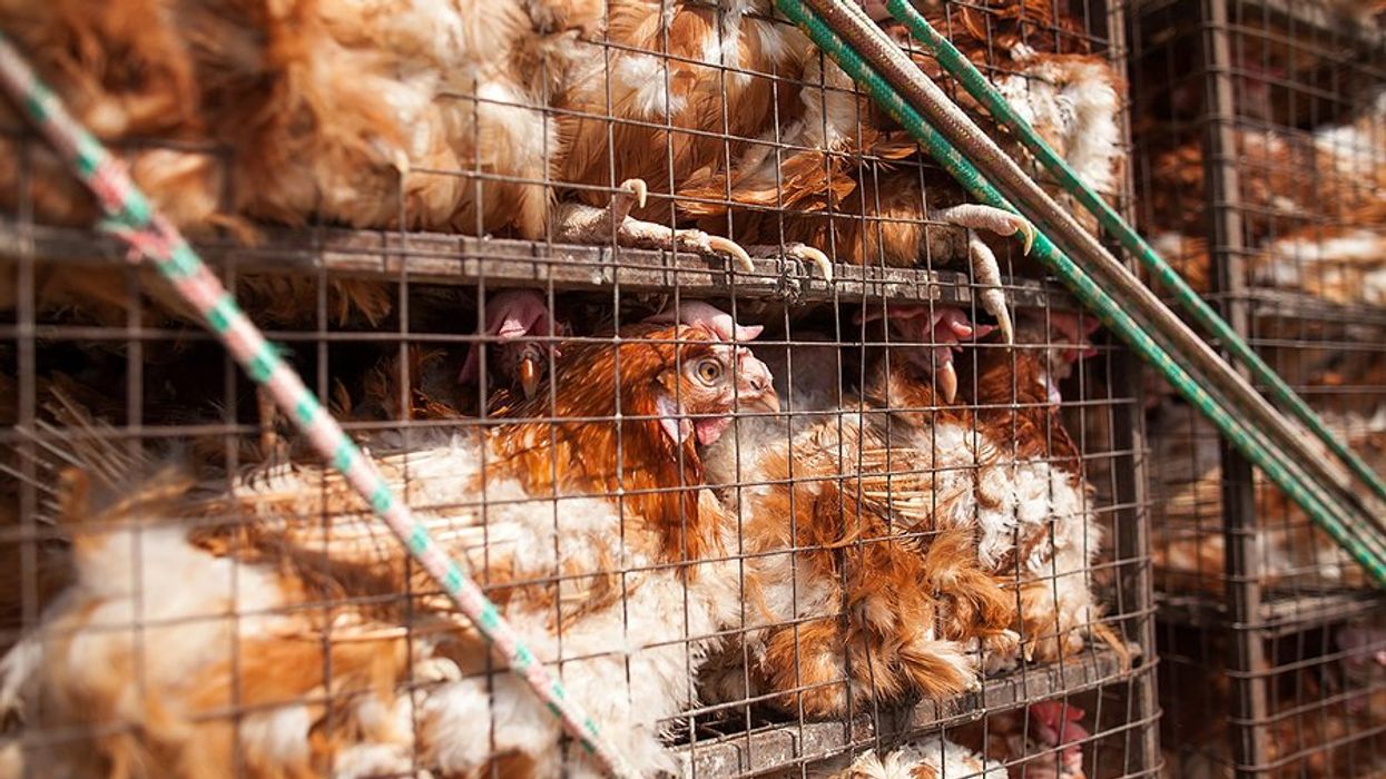 Tall cages filled with many chickens.