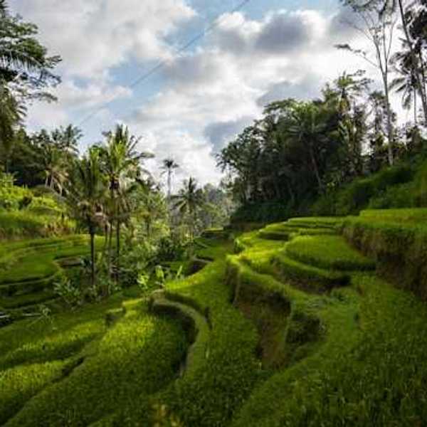 Terraced farm fields in a tropical location