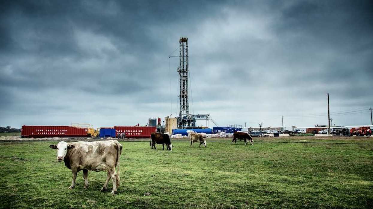 Texas fracking well pad with cattle grazing in foreground