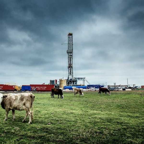 Texas fracking well pad with cattle grazing in foreground