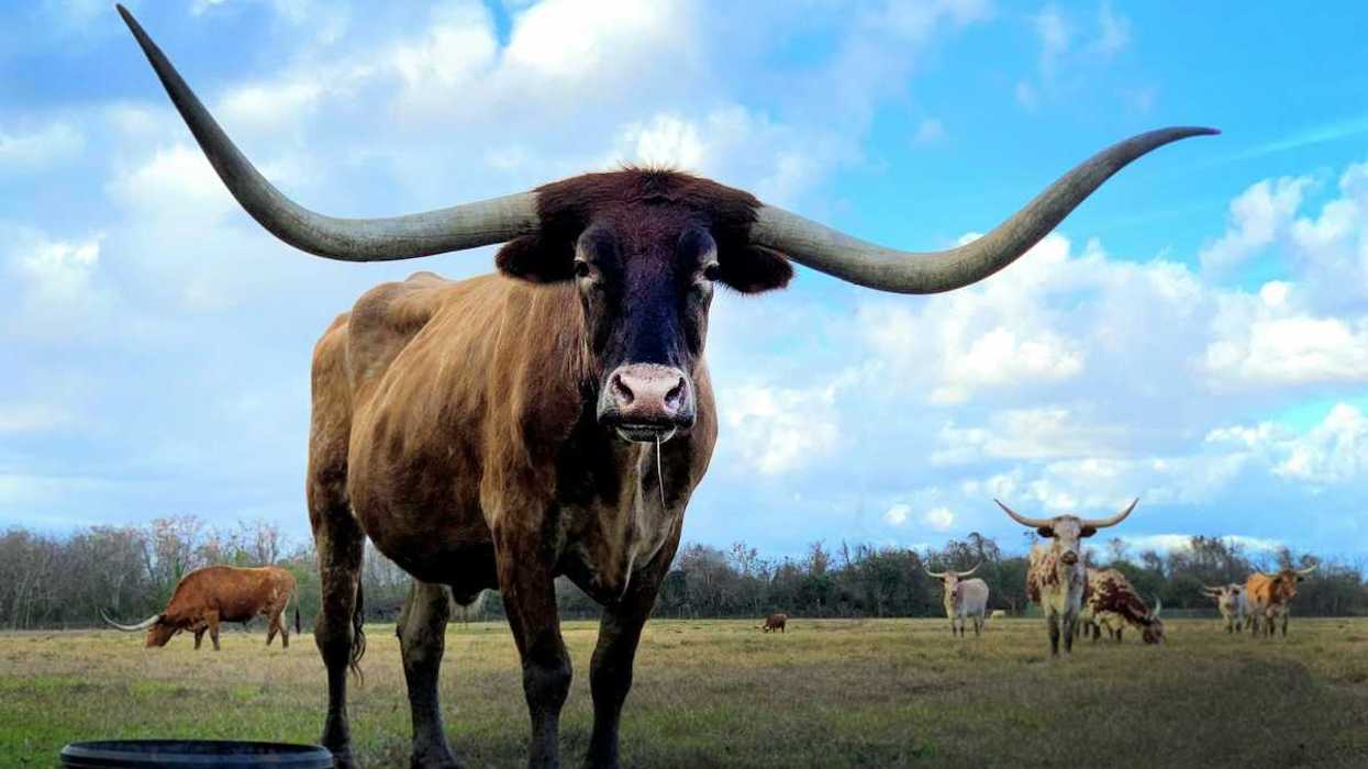 Texas longhorn cattle grazing on sparse pasture with one longhorn prominent in the foreground