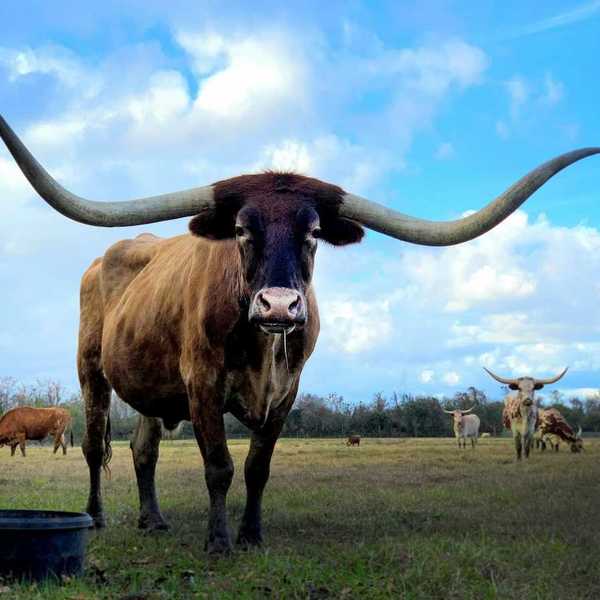 Texas longhorn cattle grazing on sparse pasture with one longhorn prominent in the foreground
