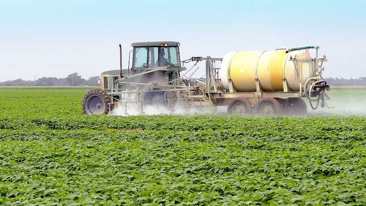 The application of pesticides on a commercial agricultural field with green tomato plants