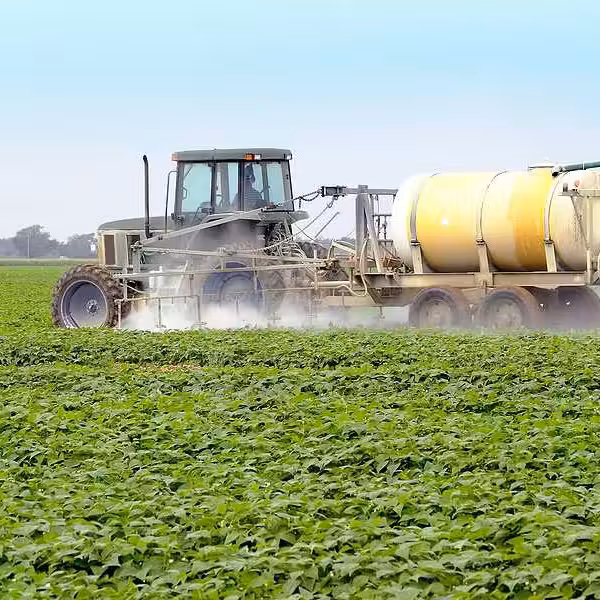 The application of pesticides on a commercial agricultural field with green tomato plants
