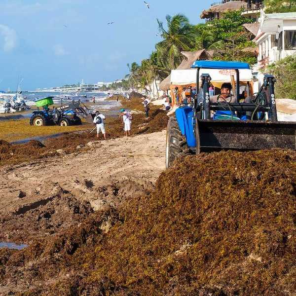 The battle against sargassum seaweed in Playa del Carmen as local workers try to clean the beach