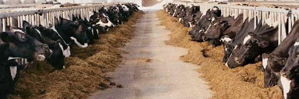 Report accuses corporate dairy of ‘greenwashing’