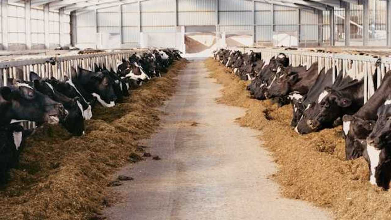 The interior of a barn with black and white cows eating hay
