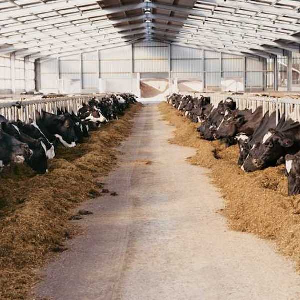 The interior of a barn with black and white cows eating hay