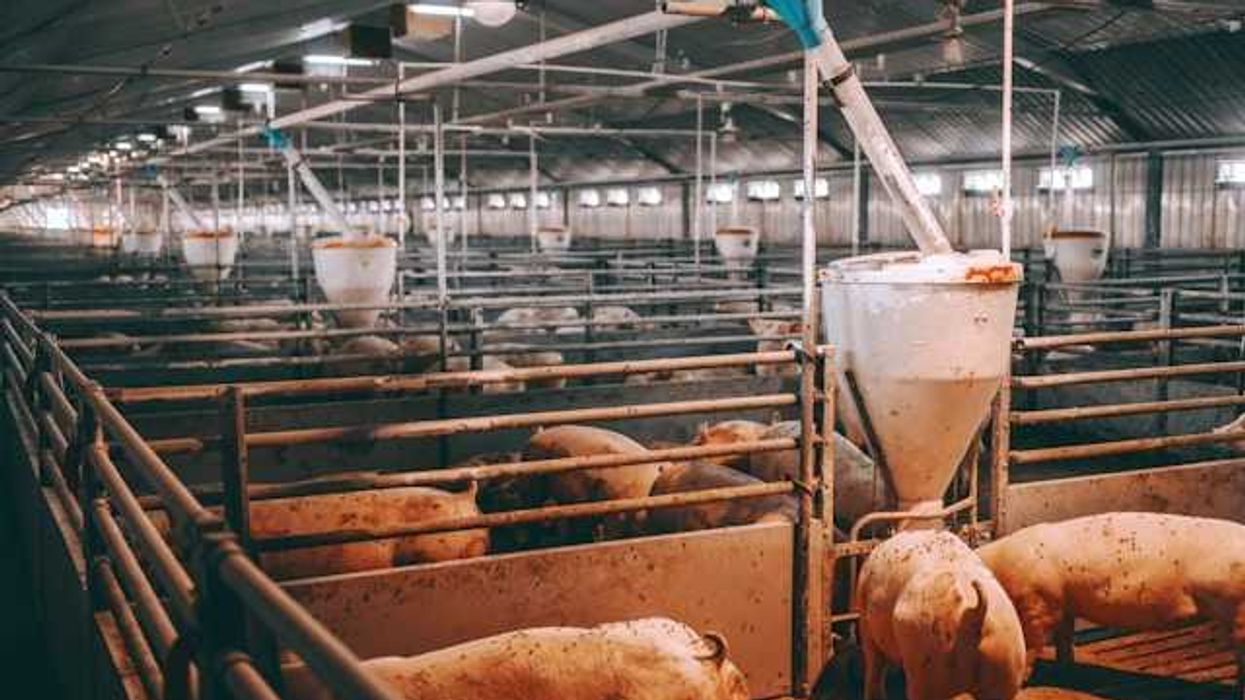 The interior of a large barn with thousands of pigs covered in flies