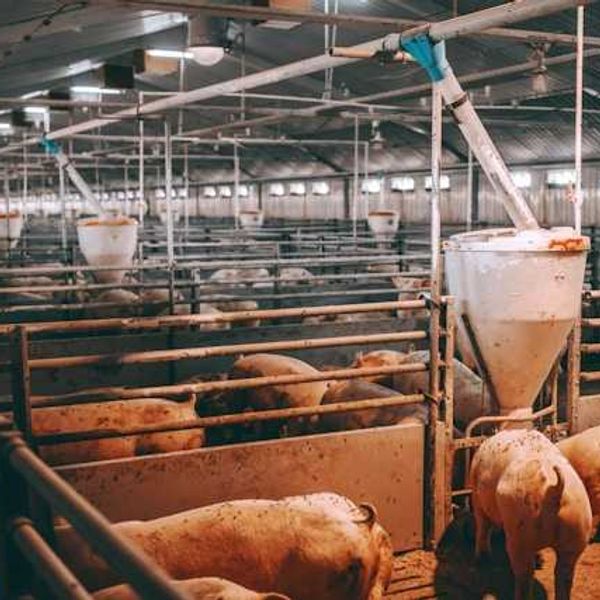 The interior of a large barn with thousands of pigs covered in flies