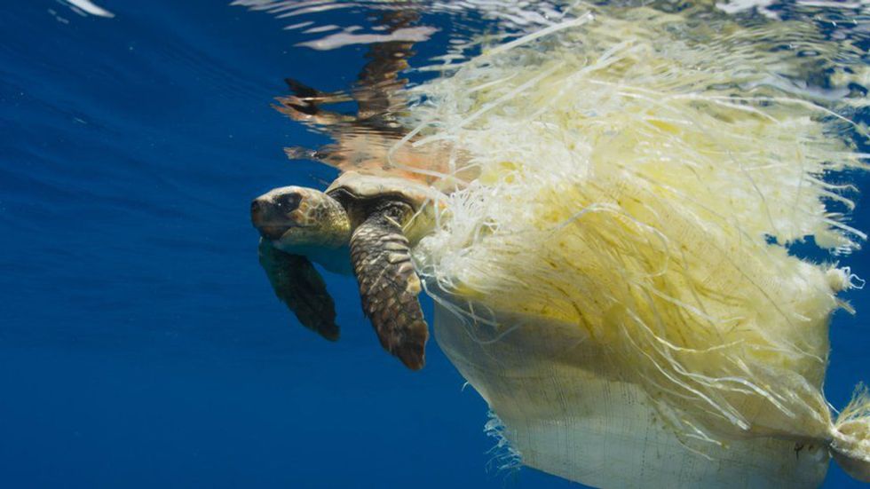 The sad, ugly fate of our plastic trash in the ocean