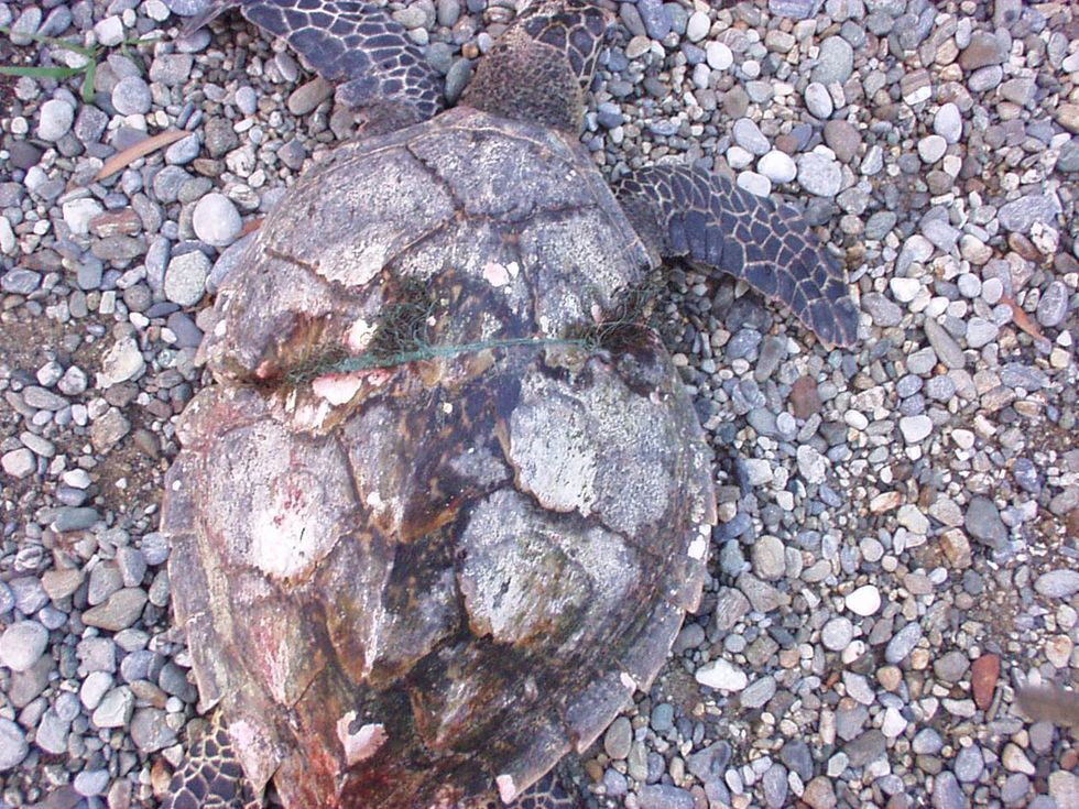 The sad, ugly fate of our plastic trash in the ocean
