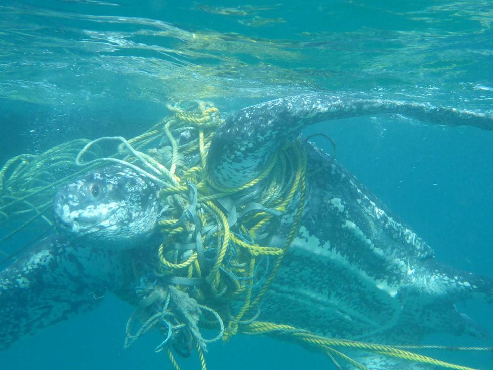 The sad, ugly fate of our plastic trash in the ocean