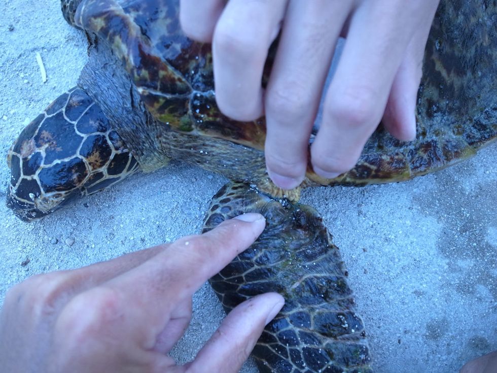The sad, ugly fate of our plastic trash in the ocean