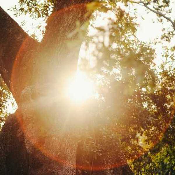 The sun shining through the branches of a tree