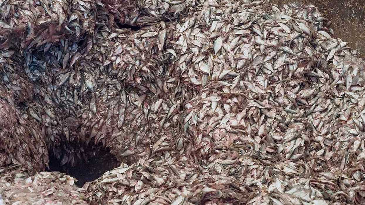 Thousands of small fish at the input bin of a fishmeal factory
