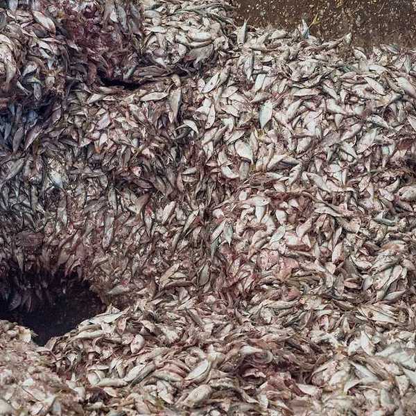 Thousands of small fish at the input bin of a fishmeal factory