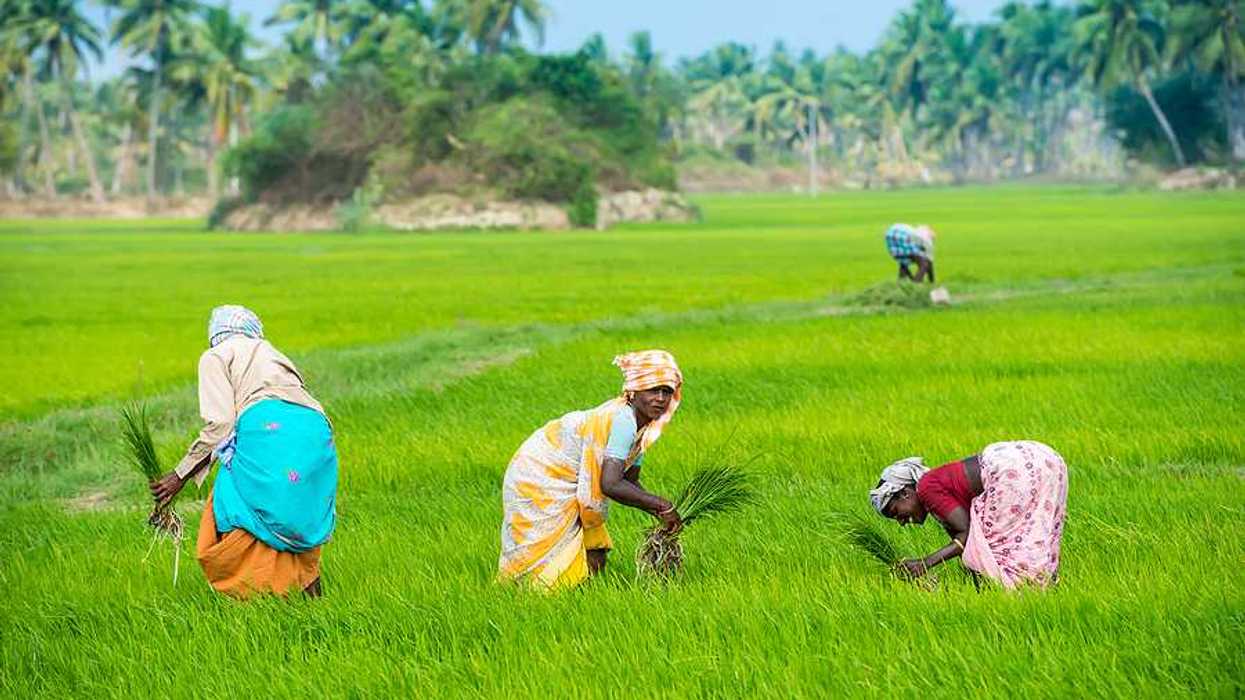 Three Indian women working in a green rice field