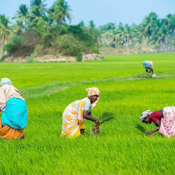 Three Indian women working in a green rice field
