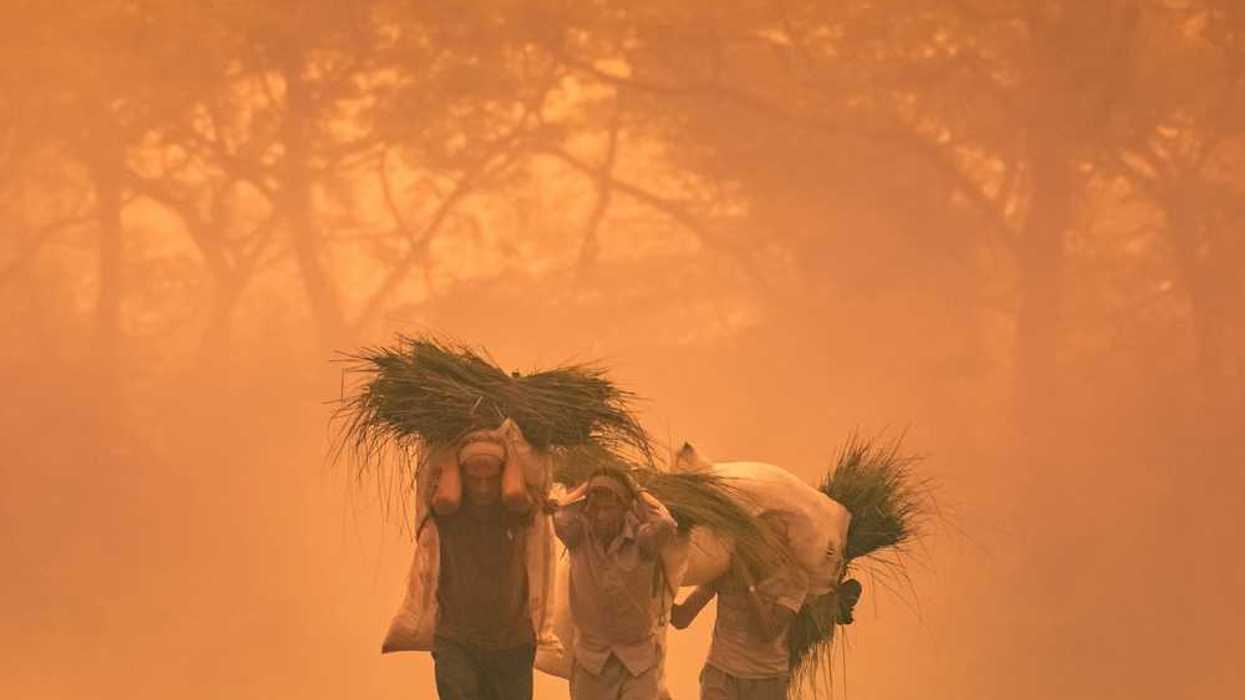 Three men laden with burdens of some type of vegetation on their backs