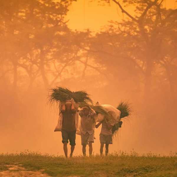 Three men laden with burdens of some type of vegetation on their backs
