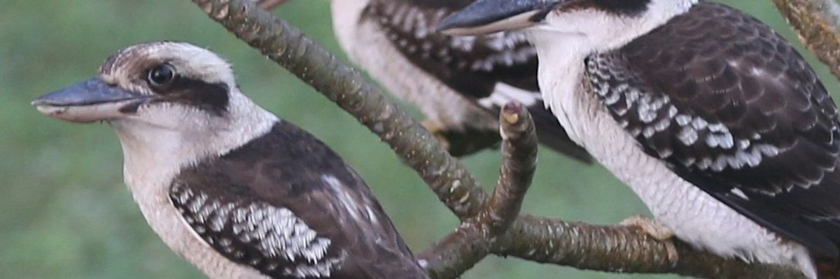 three perched  kookaburras on a branch.