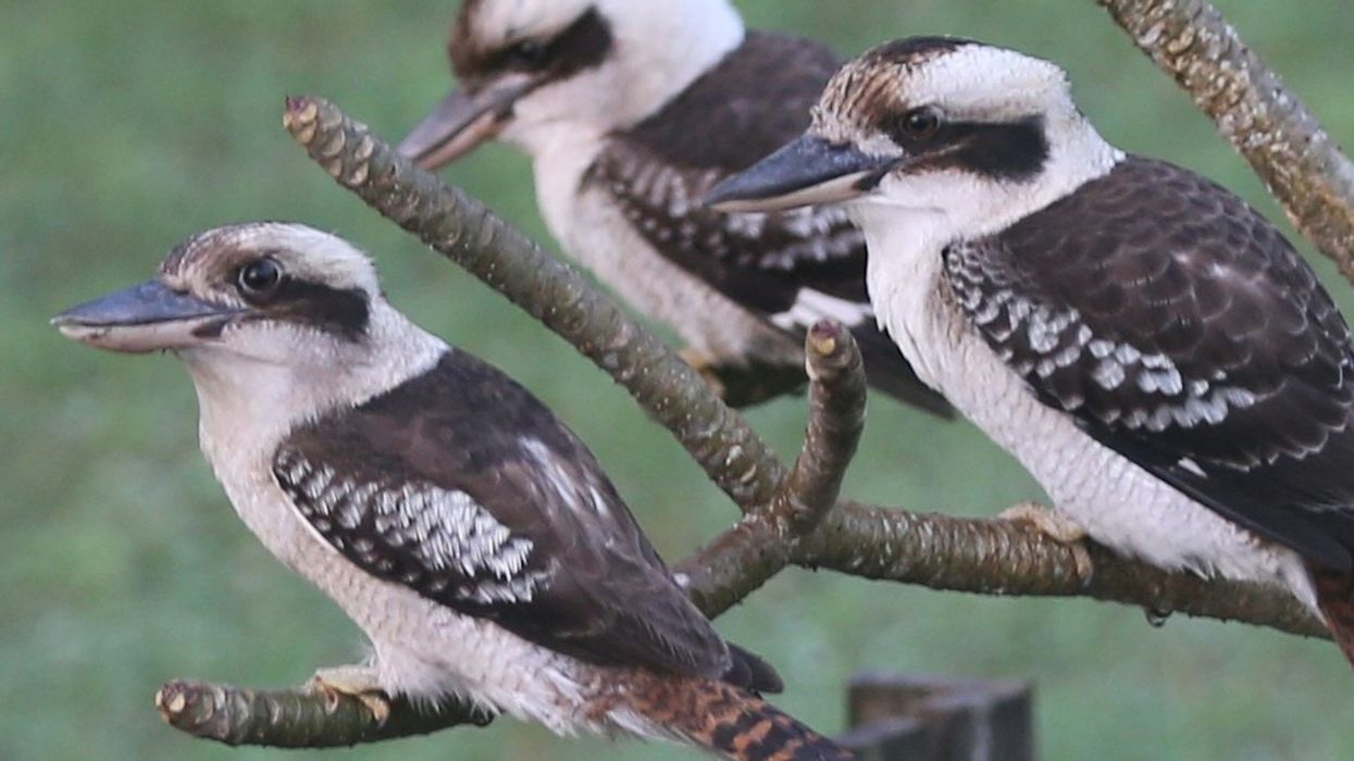 three perched  kookaburras on a branch.