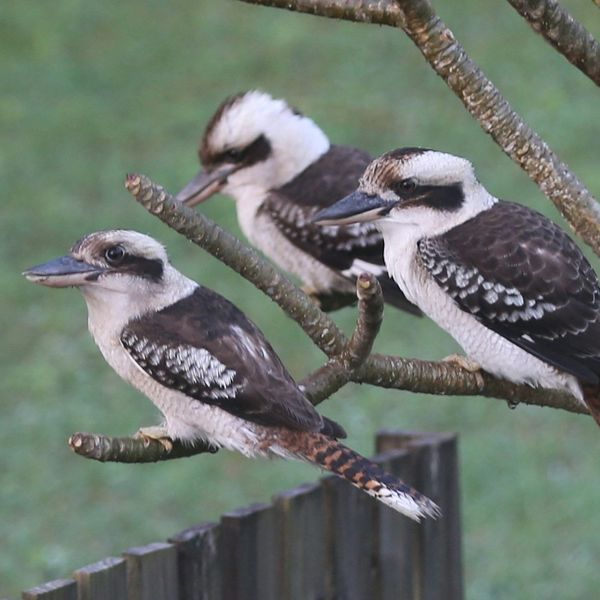three perched  kookaburras on a branch.