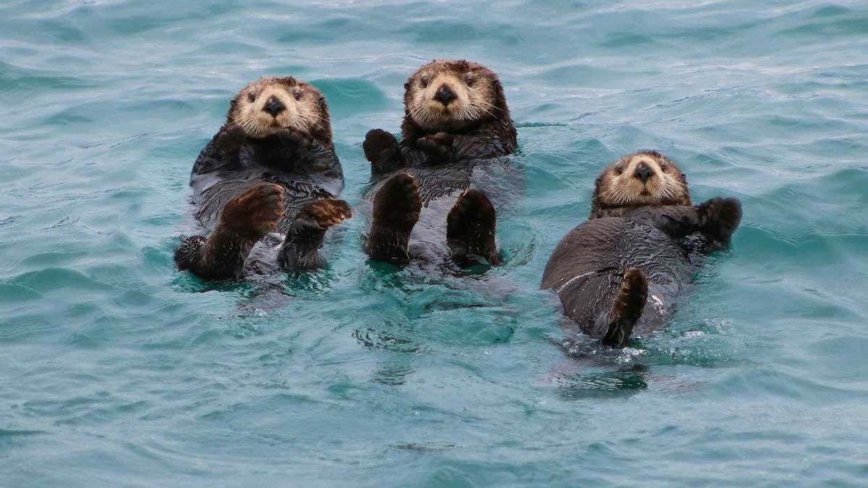 Three sea otters playing in Gulf of Alaska