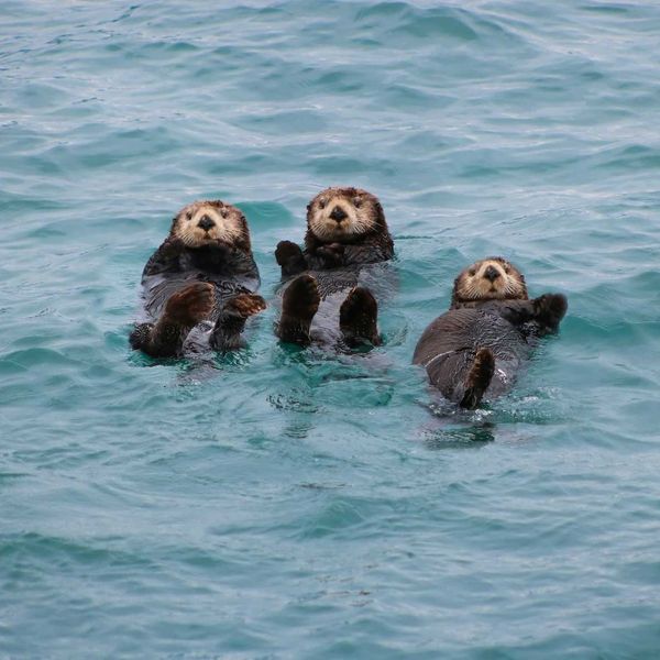 Three sea otters playing in Gulf of Alaska