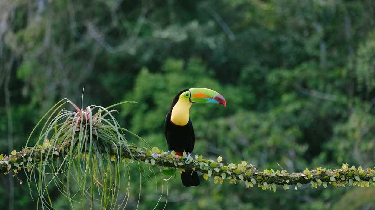 Toucan perched on a branch in a rainforest